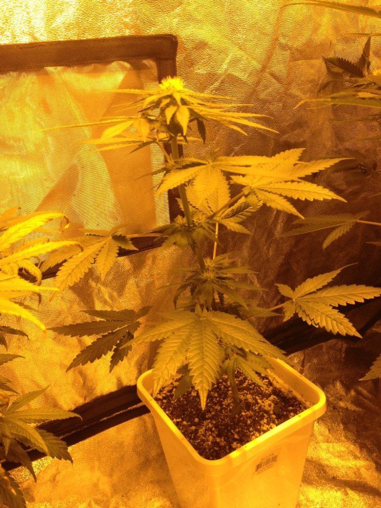 Cookie Monster f2 day 22