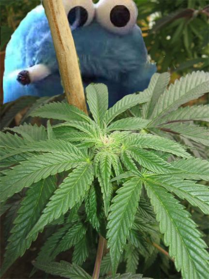 Cookie monster stealing the cook2s