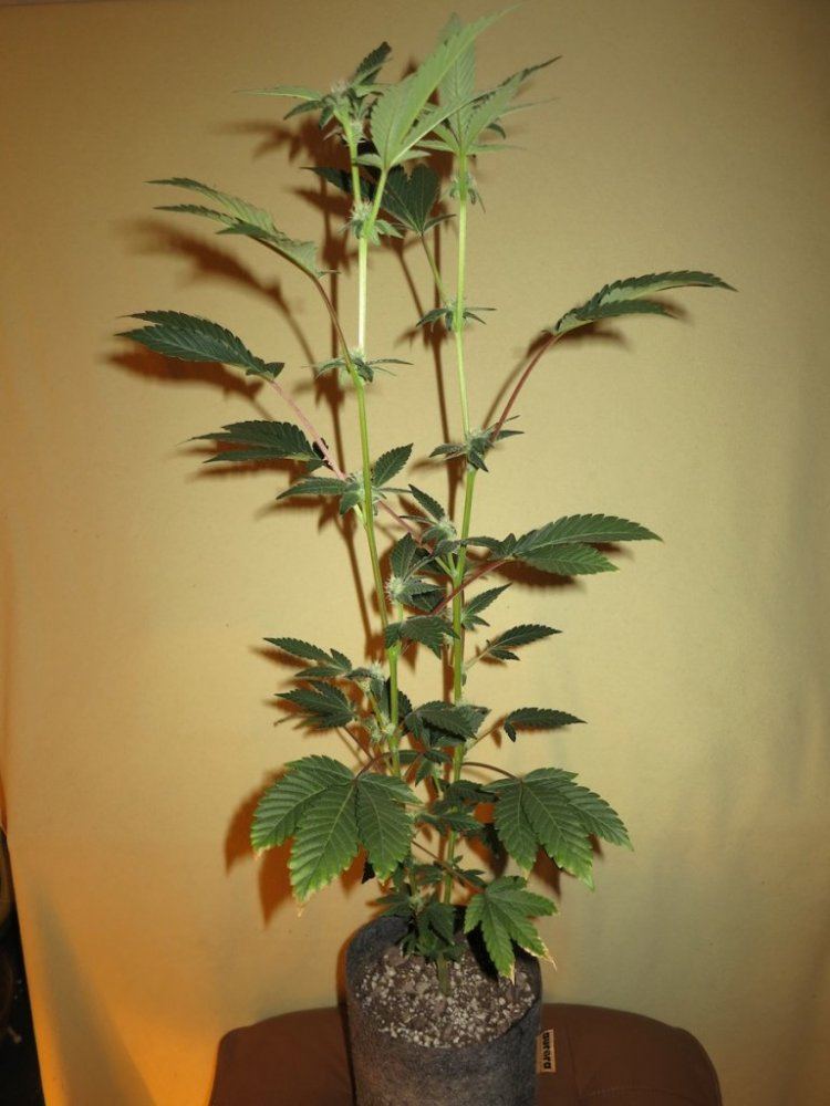 COOKIE21WHOLE sf