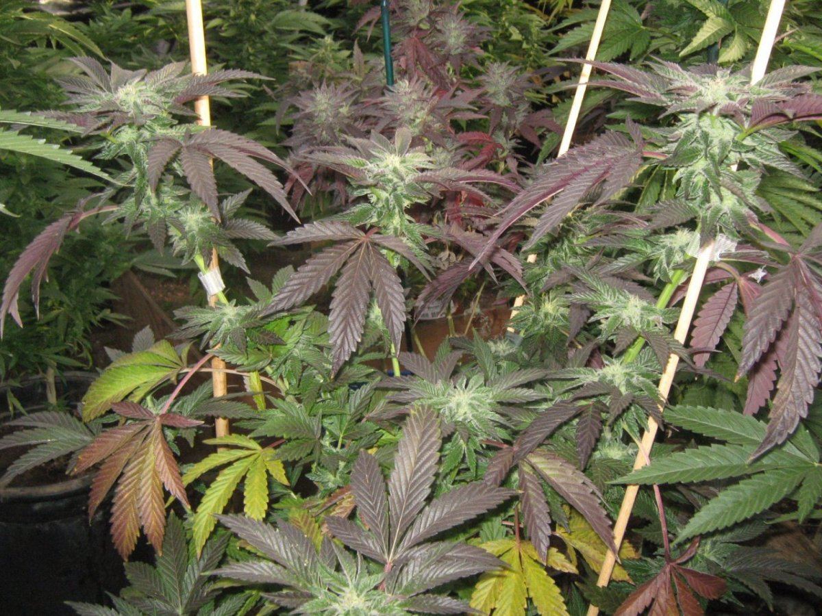 Cookie325