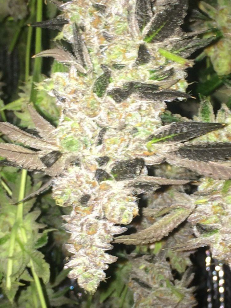 Cookie4