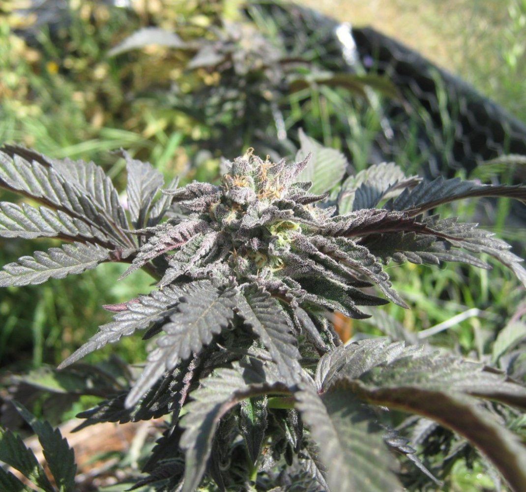 Cookie425
