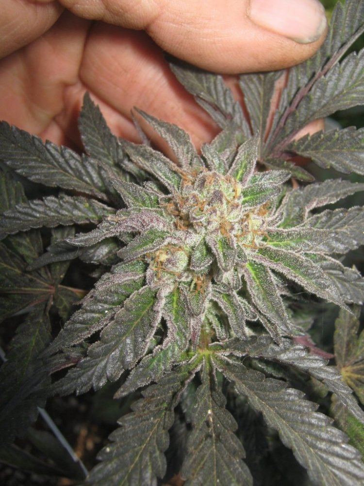 Cookie428