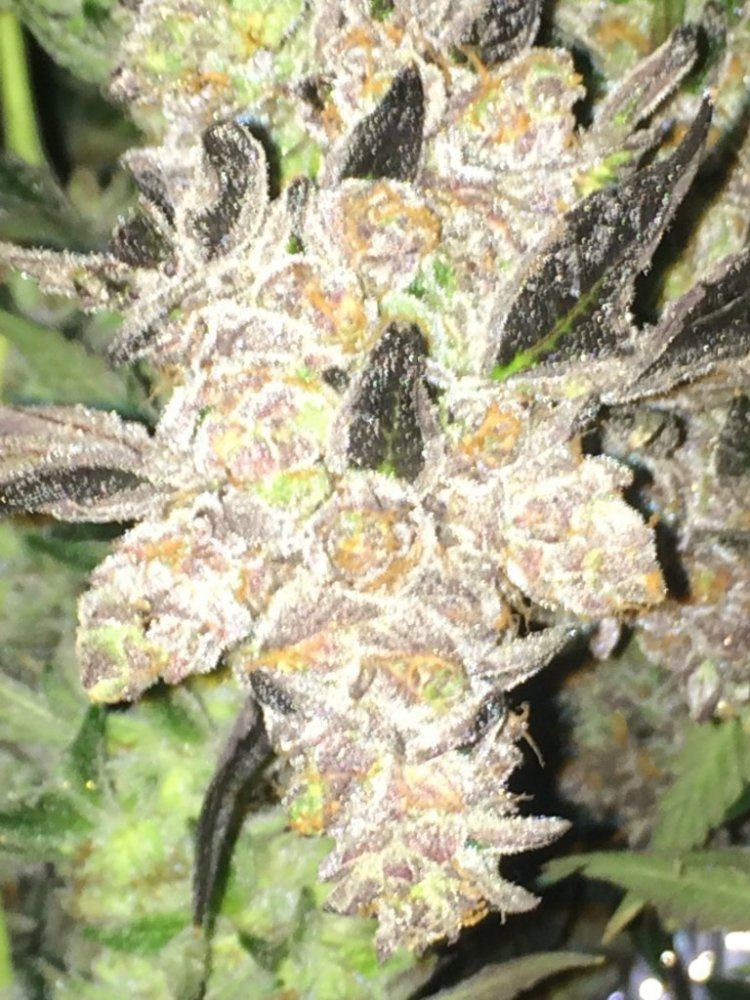 Cookie5
