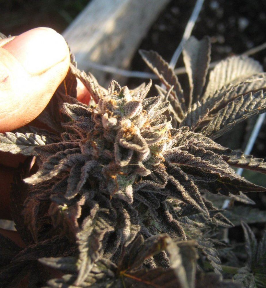 Cookie510