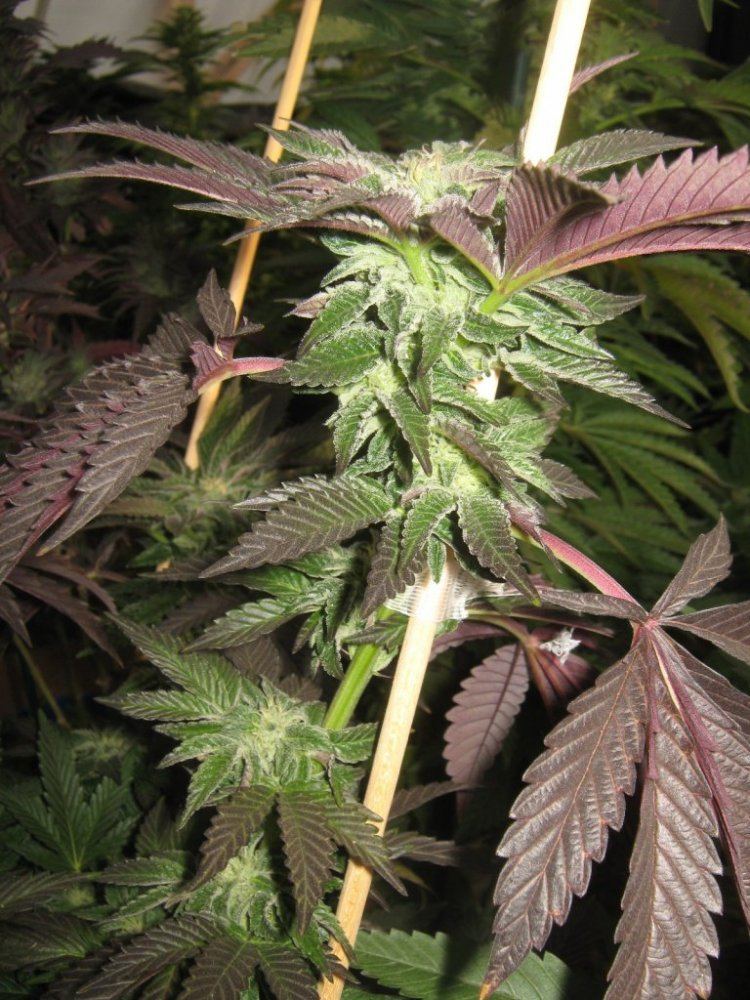 Cookiecloseb325