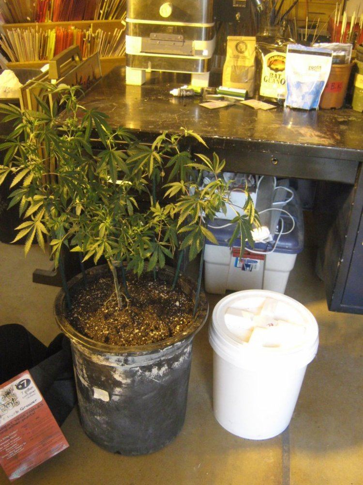Cookiein10gal
