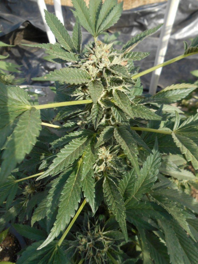 Cookielitedep611