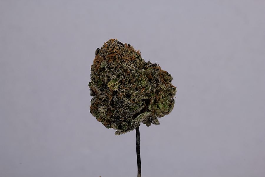 Cookiemonster0097