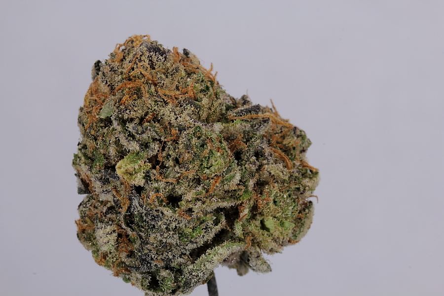 Cookiemonster0098