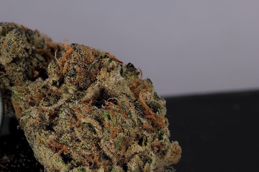 Cookiemonster0105