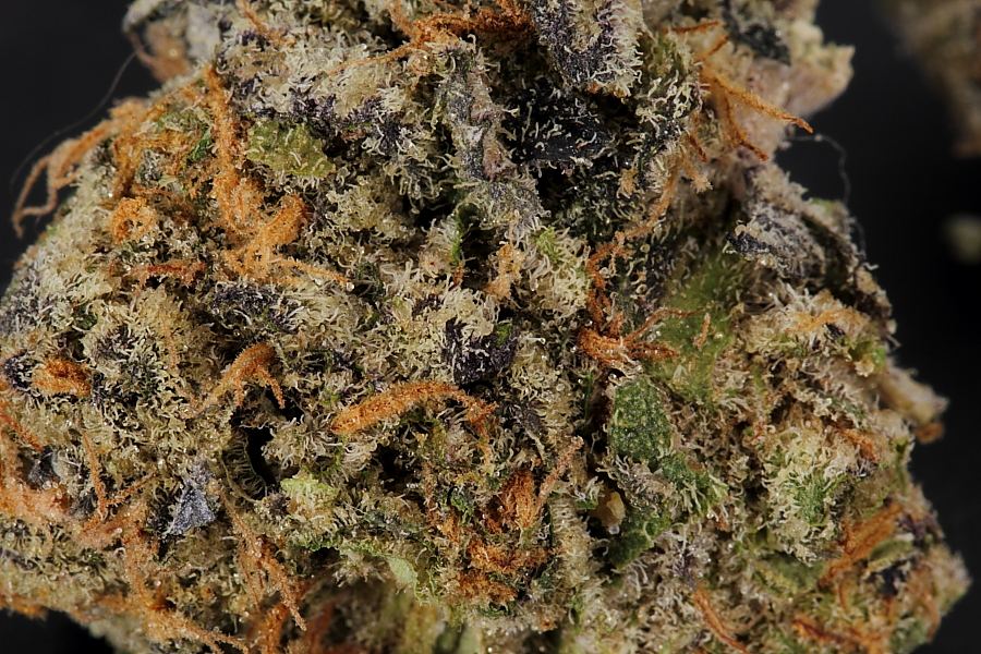 Cookiemonster0136