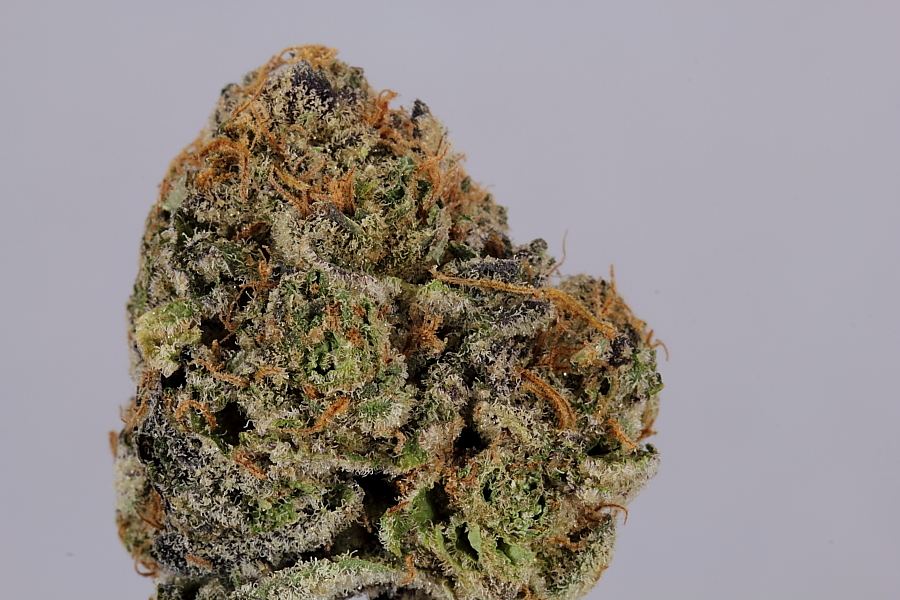 Cookiemonster0141