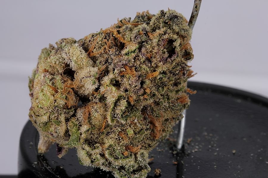 Cookiemonster0146