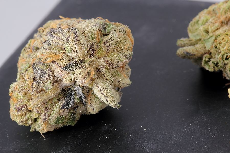 Cookiemonster0153
