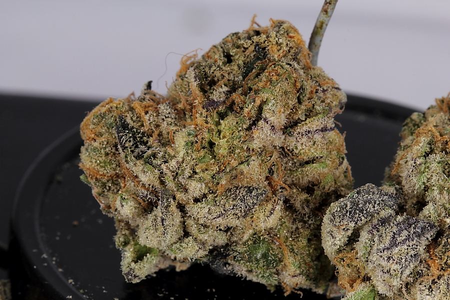 Cookiemonster0160