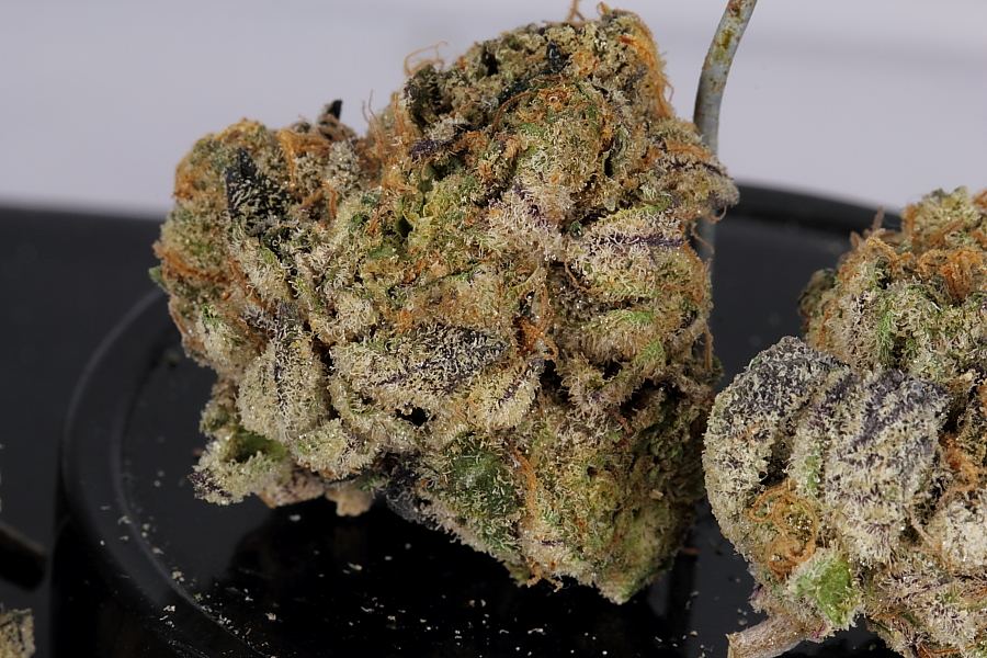 Cookiemonster0161
