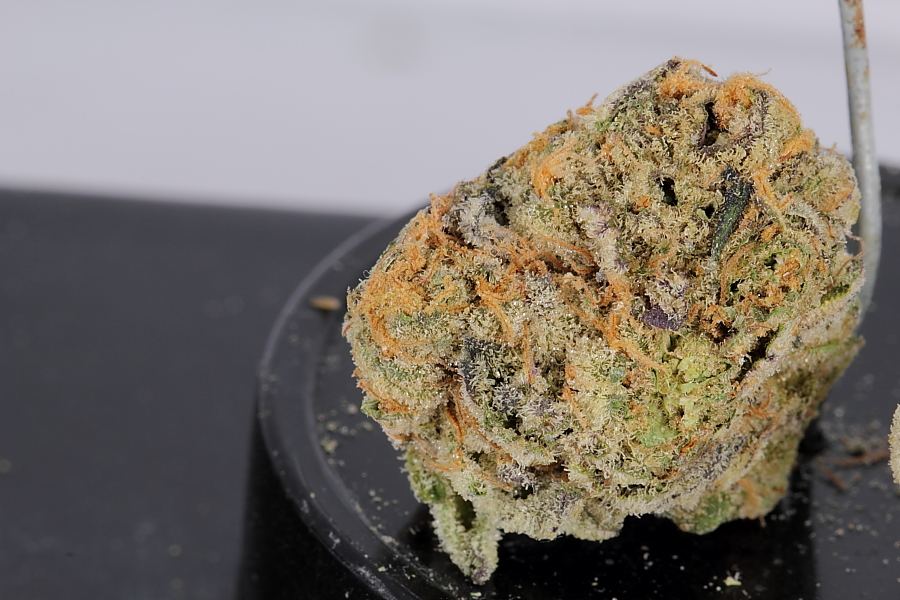 Cookiemonster0163