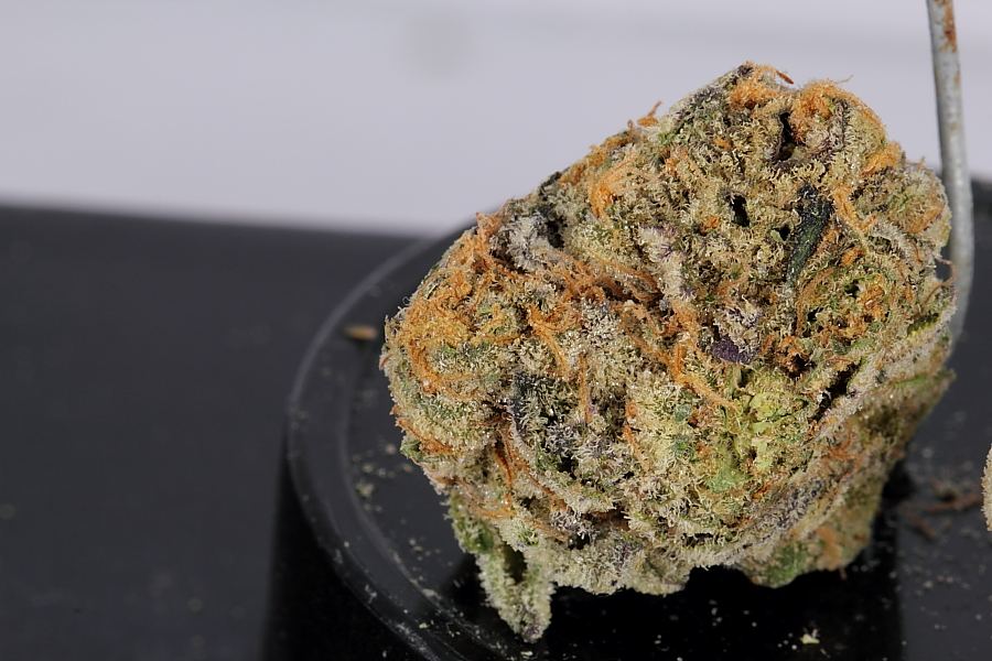 Cookiemonster0164