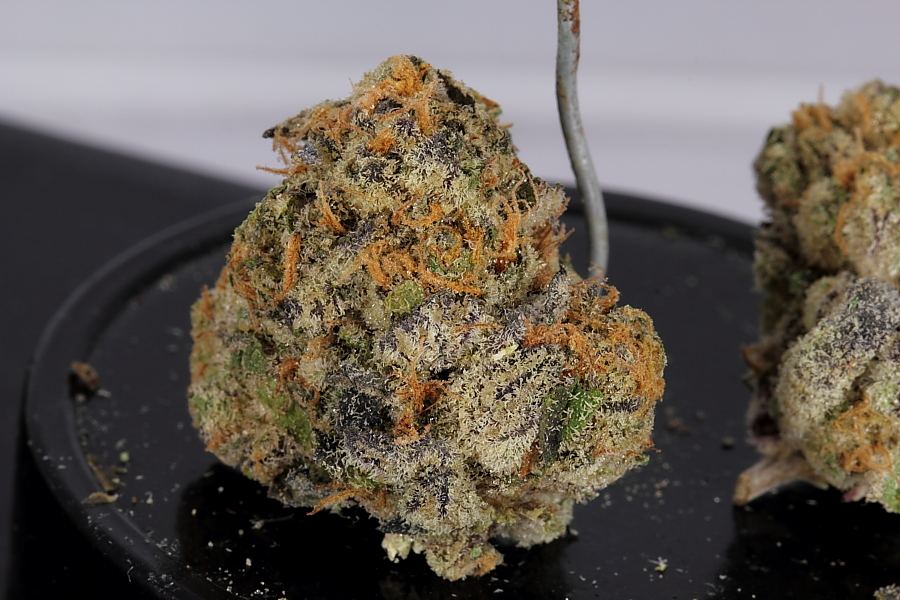 Cookiemonster0170