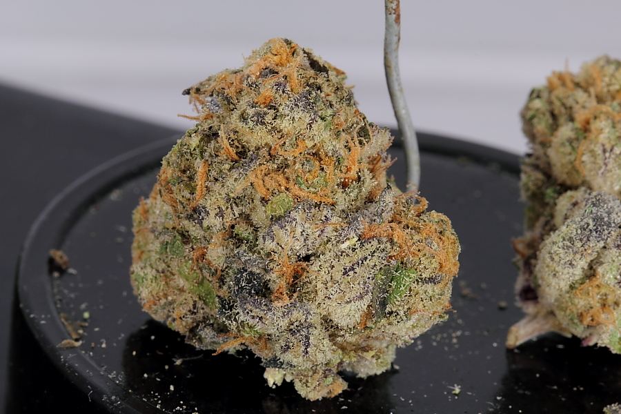 Cookiemonster0172