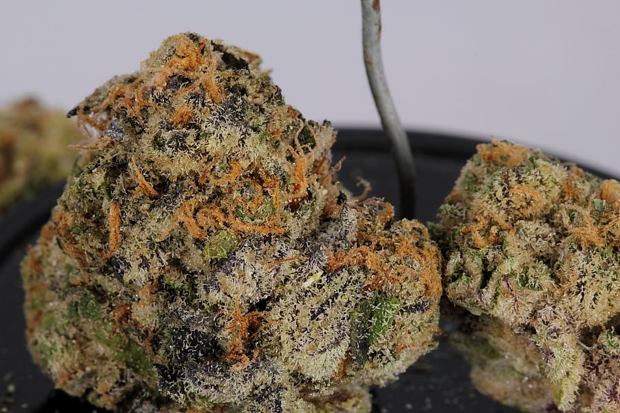 Cookiemonster0178