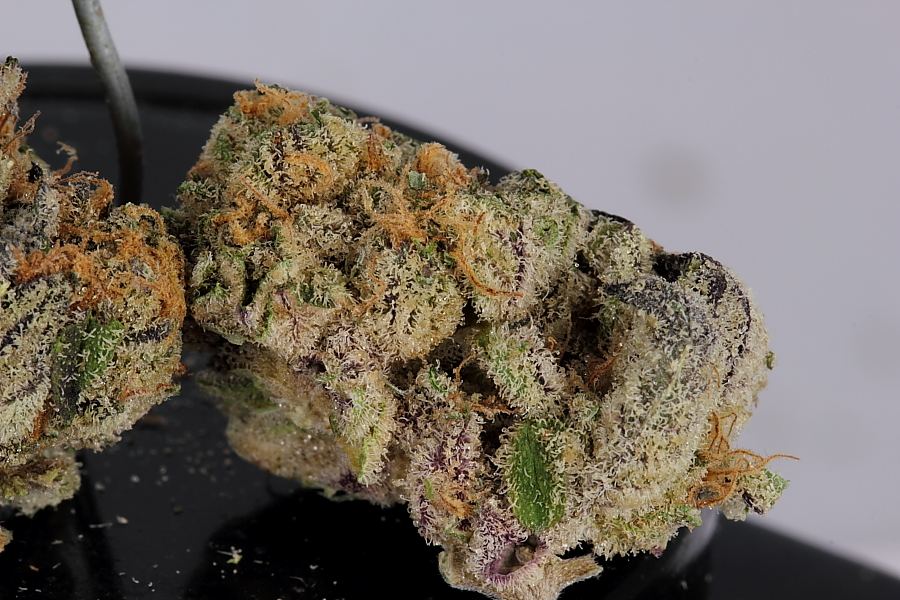 Cookiemonster0179