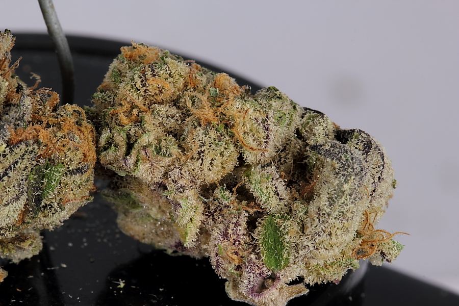 Cookiemonster0180