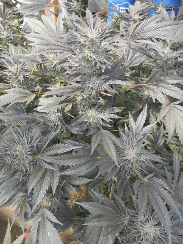 Cookieplant310