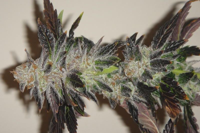 Cookies 2