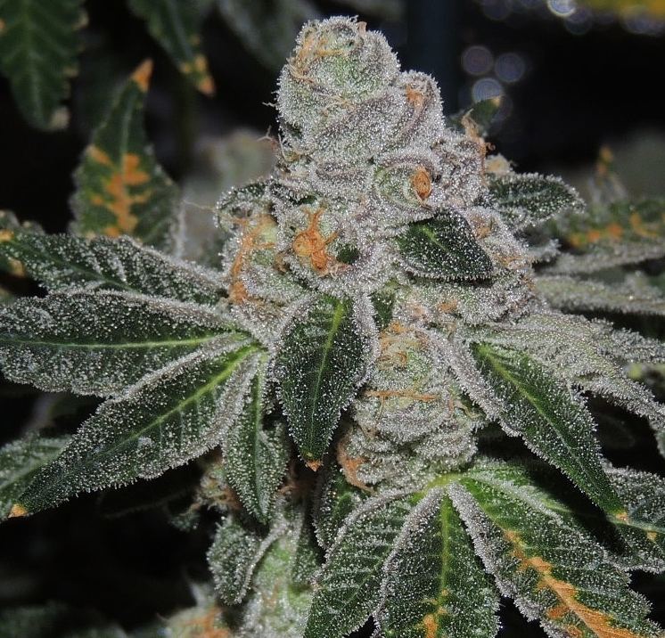 Cookies 2