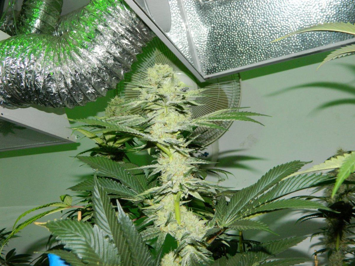 Cookies 2 weeks before harvest 004