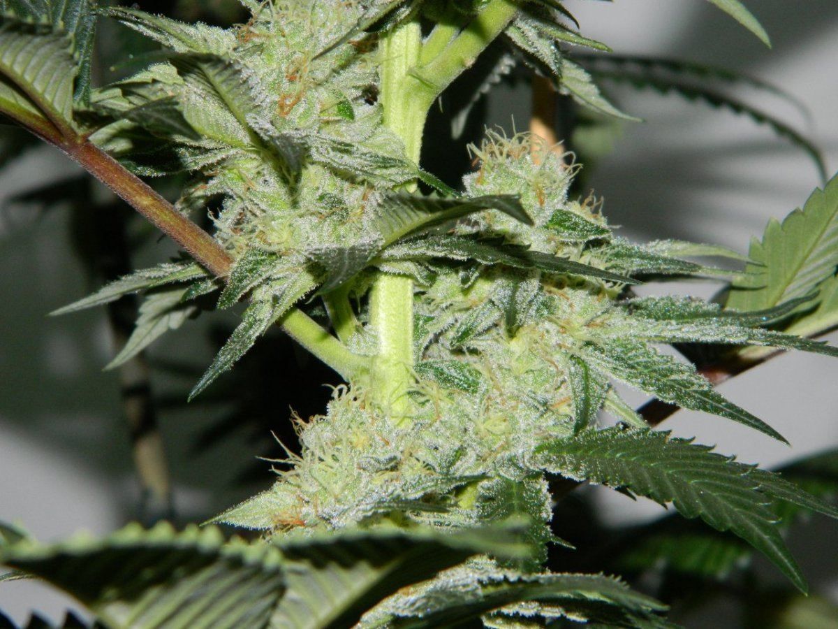 Cookies 2 weeks before harvest 005