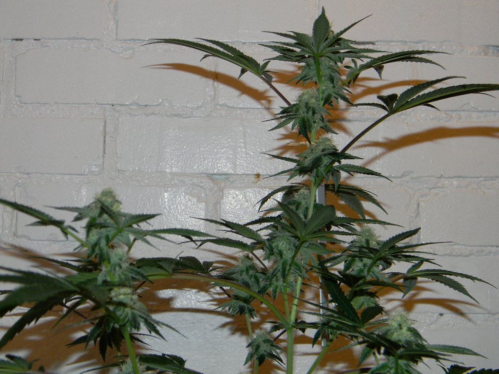 Cookies 3
