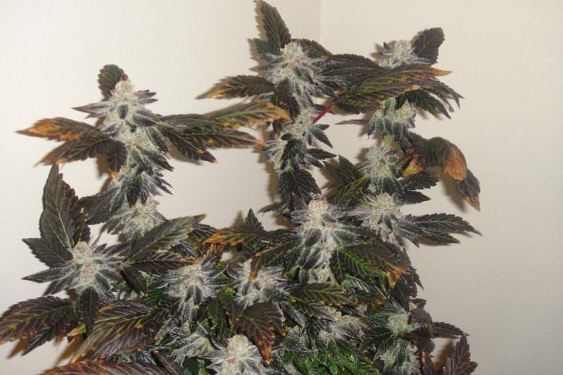 Cookies 3