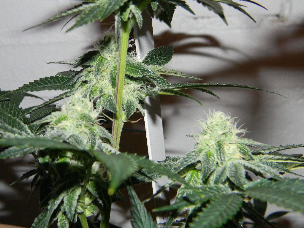 Cookies 4