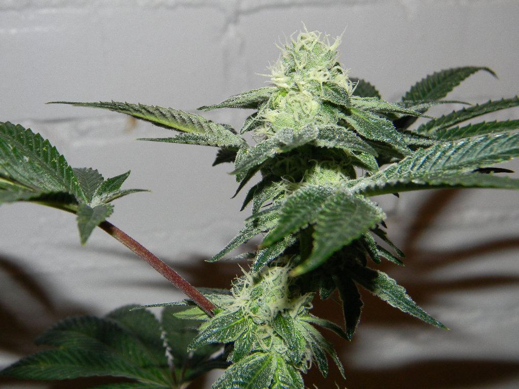 Cookies 5