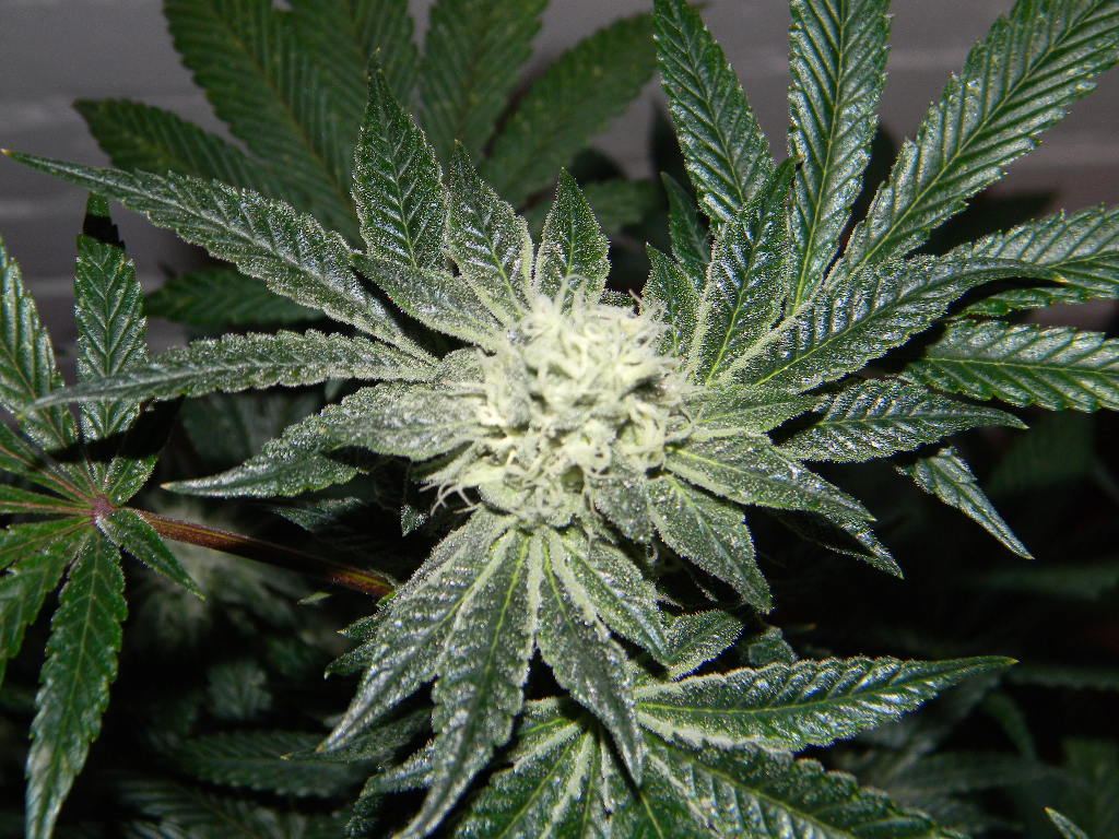 Cookies 6