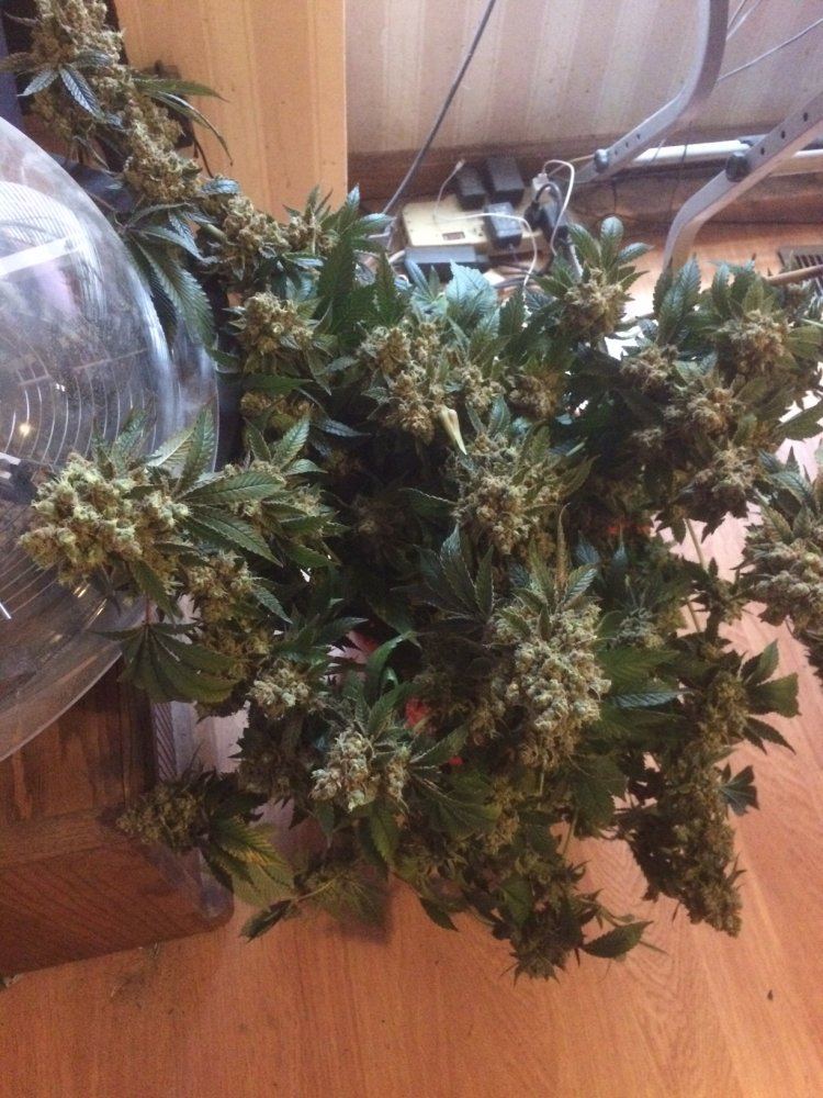 Cookies and Chem