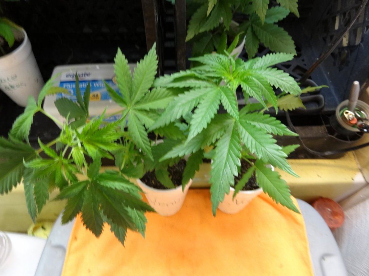 Cookies in socal 014