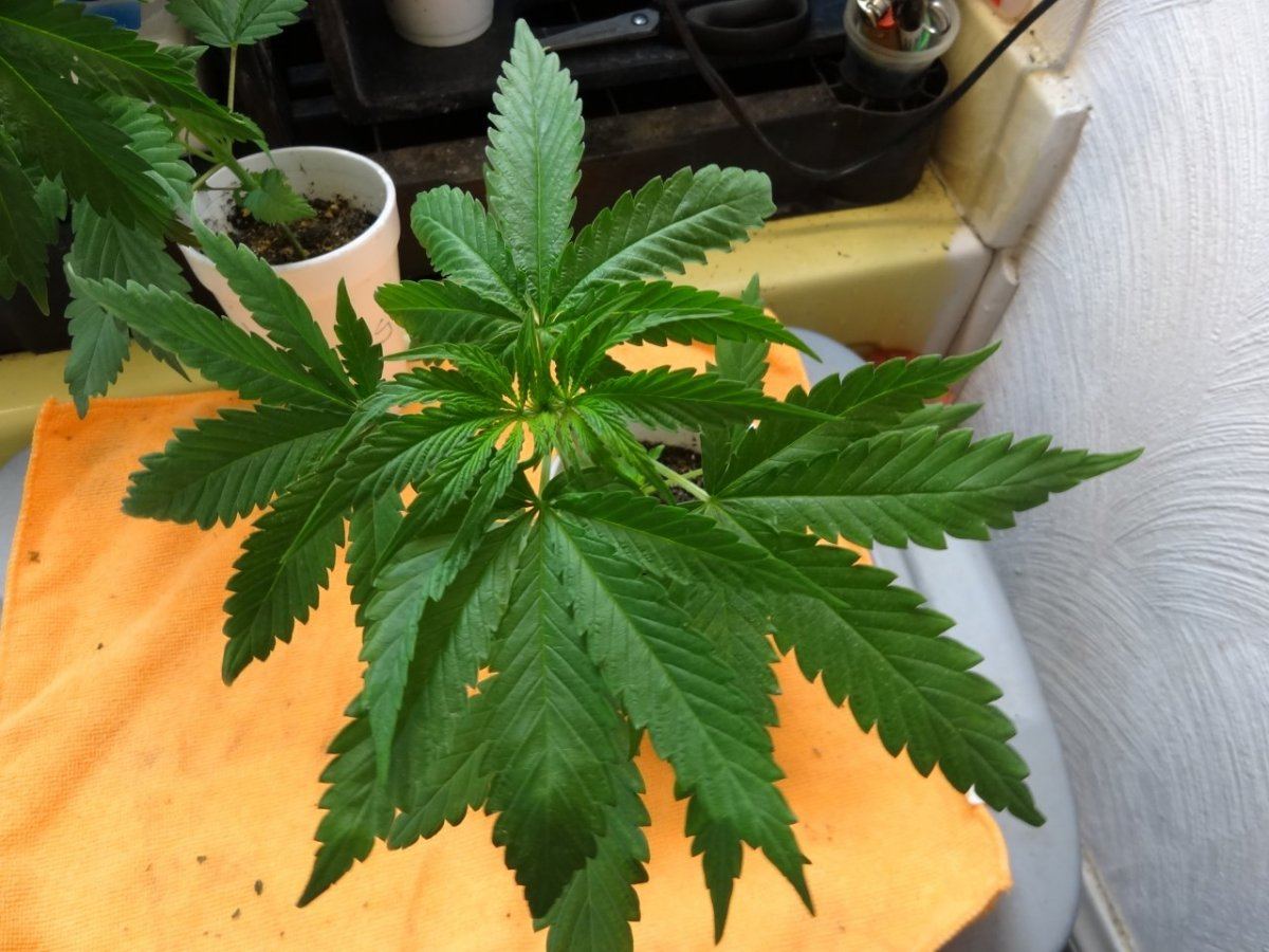 Cookies in socal 015