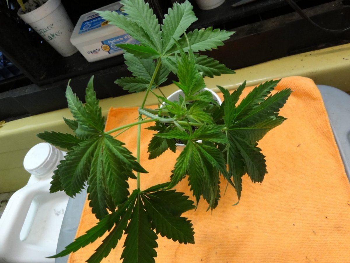 Cookies in socal 016