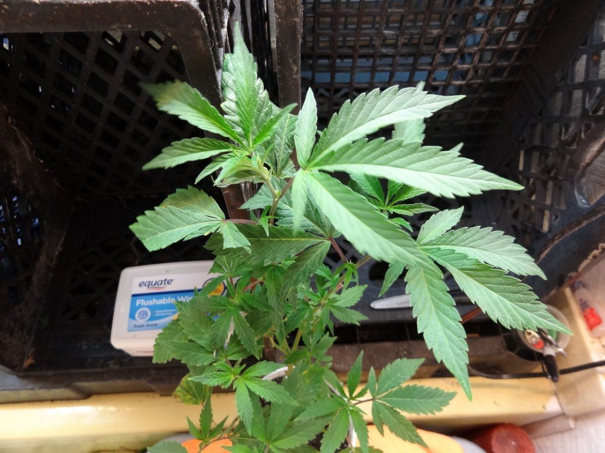 Cookies in socal 019