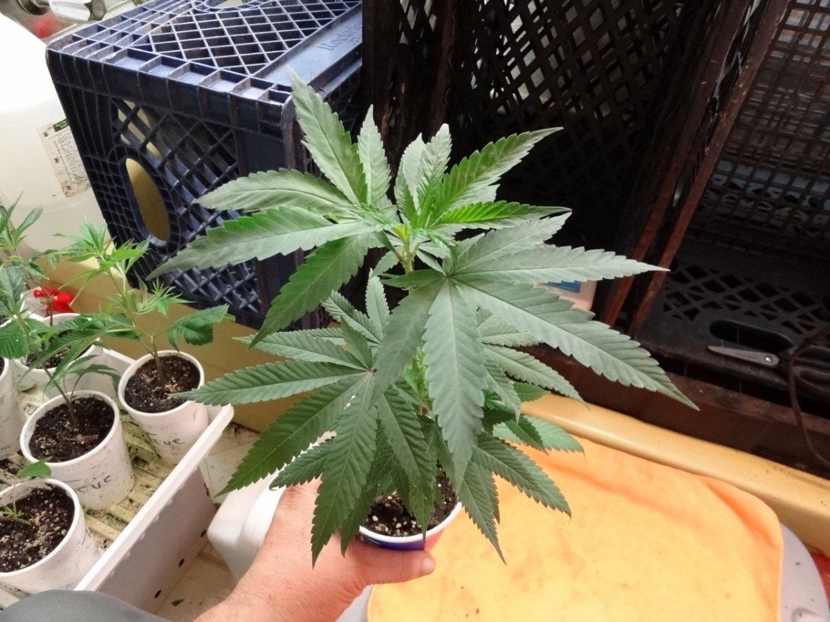 Cookies in socal 025