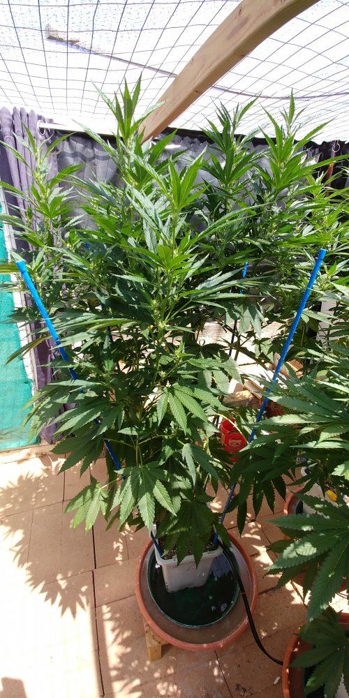 Cookies N Chem