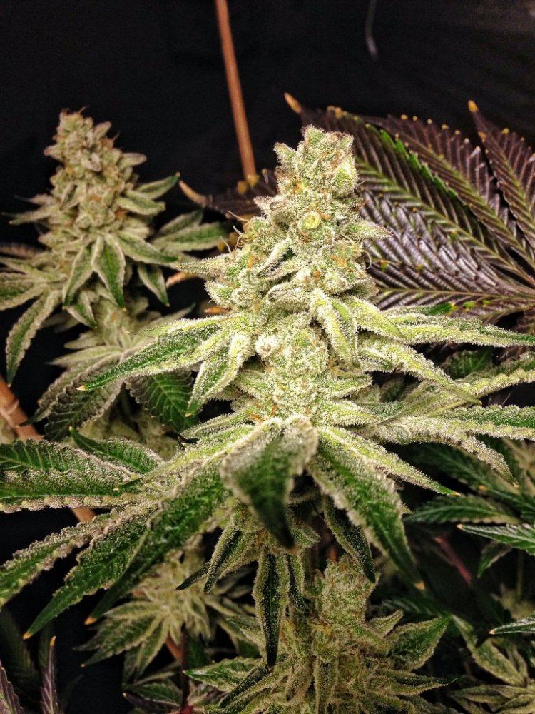 Cookies N Cream