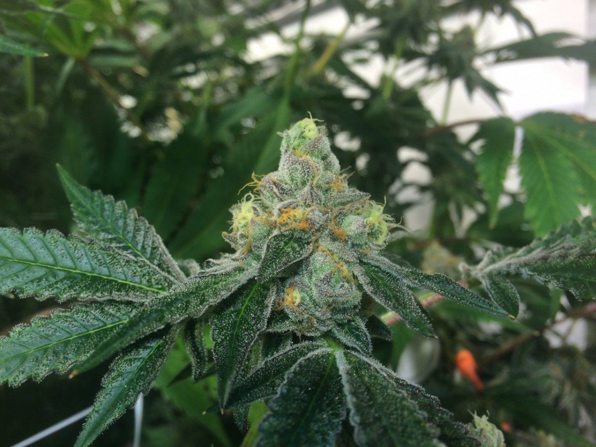 Cookies side branch