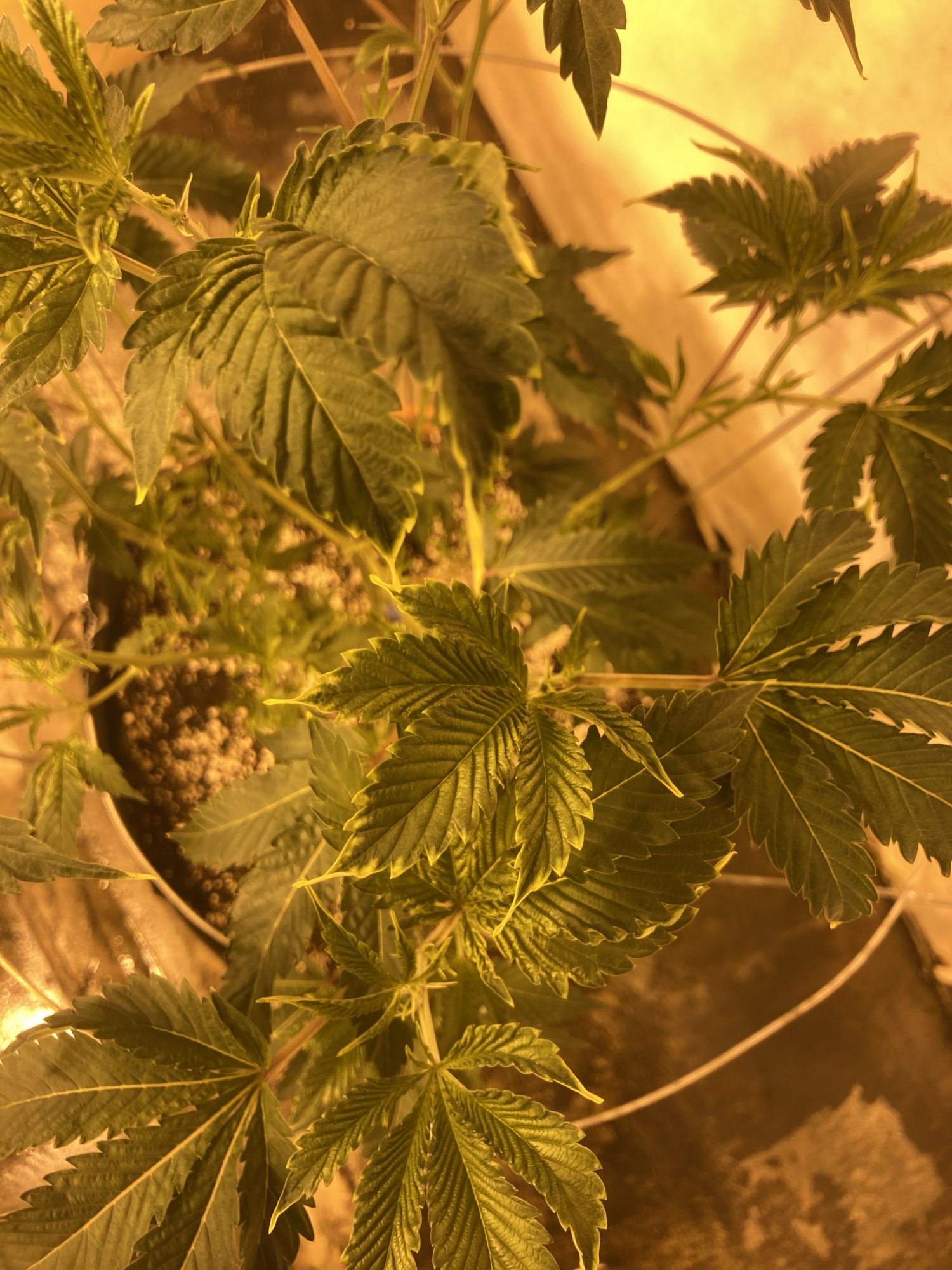 Cookies strain yellowing on leaf 2