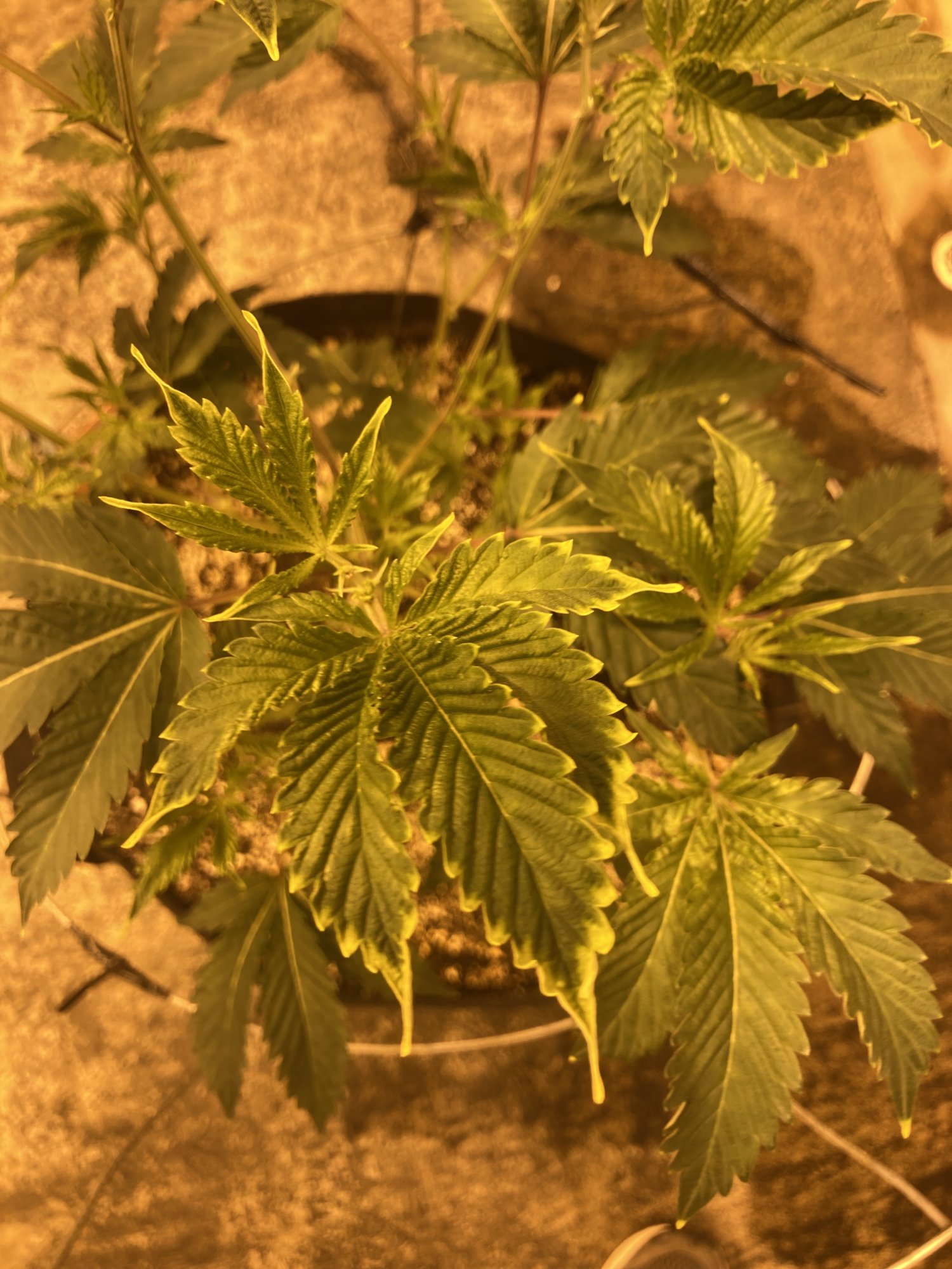 Cookies strain yellowing on leaf 3