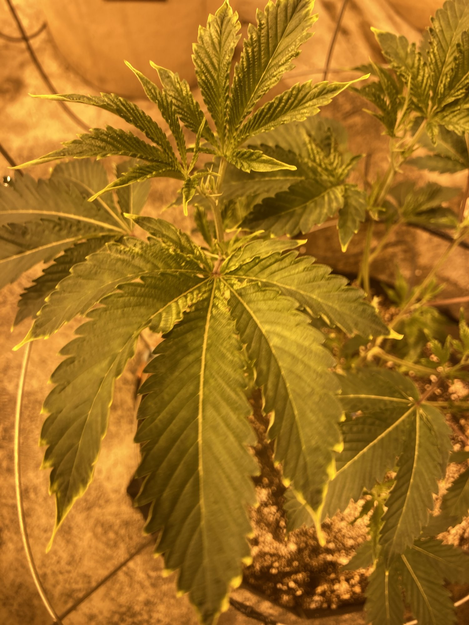 Cookies strain yellowing on leaf